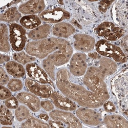 Invitrogen BHE23 Polyclonal Antibody 100 &mu;L; Unconjugated:Antibodies,