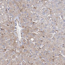 ITGA9, Polyclonal, Invitrogen 100&mu;L; Unconjugated:Antibodies, Polyclonal