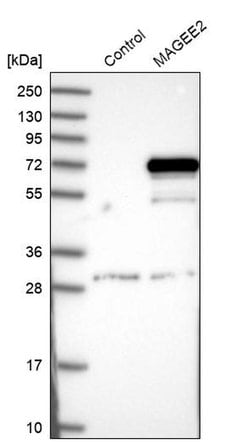 Invitrogen MAGEE2 Polyclonal Antibody 100 &mu;L; Unconjugated:Antibodies,