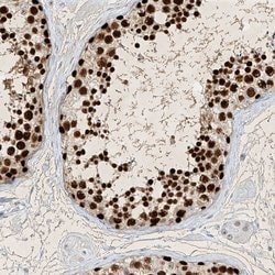 Invitrogen SAMD15 Polyclonal Antibody 100 &mu;L; Unconjugated:Antibodies,