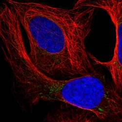 Invitrogen OSGEPL1 Polyclonal Antibody 100 &mu;L; Unconjugated:Antibodies,