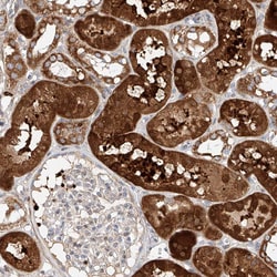 Invitrogen OSGEPL1 Polyclonal Antibody 100 &mu;L; Unconjugated:Antibodies,