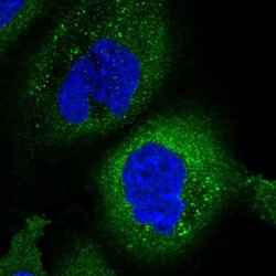 Invitrogen ZGRF1 Polyclonal Antibody 100 &mu;L; Unconjugated:Antibodies,
