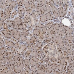 Invitrogen PMM1 Polyclonal Antibody 100 &mu;L; Unconjugated:Antibodies,