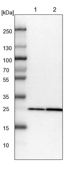Invitrogen PMM1 Polyclonal Antibody 100 &mu;L; Unconjugated:Antibodies,