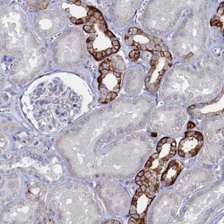 FAM159A Polyclonal Antibody:Antibodies, Polyclonal