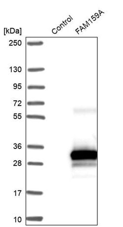 FAM159A Polyclonal Antibody:Antibodies, Polyclonal