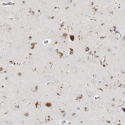 Invitrogen GPR137C Polyclonal Antibody 100 &mu;L; Unconjugated:Antibodies,