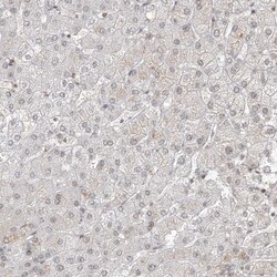 Invitrogen VMP1 Polyclonal Antibody 100 &mu;L; Unconjugated:Antibodies,