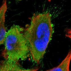 Invitrogen LRRIQ3 Polyclonal Antibody 100 &mu;L; Unconjugated:Antibodies,