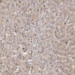 Invitrogen Adenylate Kinase 9 Polyclonal Antibody 100 &mu;L; Unconjugated:Antibodies,