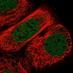 Invitrogen Adenylate Kinase 9 Polyclonal Antibody 100 &mu;L; Unconjugated:Antibodies,