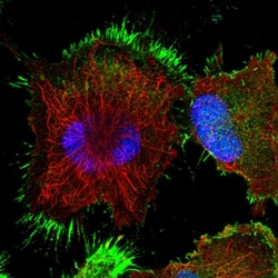 Invitrogen TASP1 Polyclonal Antibody 100 &mu;L; Unconjugated:Antibodies,