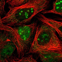 Invitrogen MAPKBP1 Polyclonal Antibody 100 &mu;L; Unconjugated:Antibodies,
