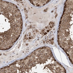 Invitrogen MAPKBP1 Polyclonal Antibody 100 &mu;L; Unconjugated:Antibodies,