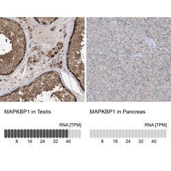 Invitrogen MAPKBP1 Polyclonal Antibody 100 &mu;L; Unconjugated:Antibodies,