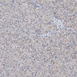 Invitrogen MAPKBP1 Polyclonal Antibody 100 &mu;L; Unconjugated:Antibodies,