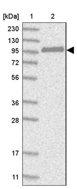 Invitrogen CNKSR1 Polyclonal Antibody 100 &mu;L; Unconjugated:Antistoffer