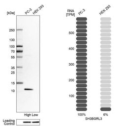 Invitrogen SH3BGRL3 Polyclonal Antibody 100 &mu;L; Unconjugated:Antibodies,