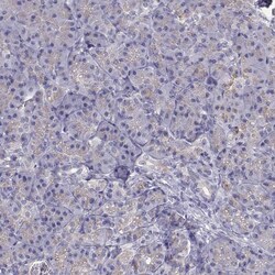 Invitrogen NCAM2 Polyclonal Antibody 100 &mu;L; Unconjugated:Anticorps,