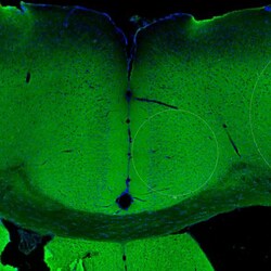 Invitrogen NCAM2 Polyclonal Antibody 100 &mu;L; Unconjugated:Anticorps,