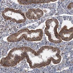 Invitrogen BRWD1 Polyclonal Antibody 100 &mu;L; Unconjugated:Antibodies,