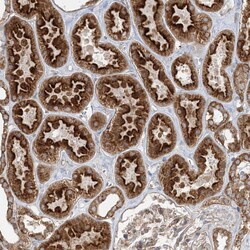 Invitrogen BRWD1 Polyclonal Antibody 100 &mu;L; Unconjugated:Antibodies,