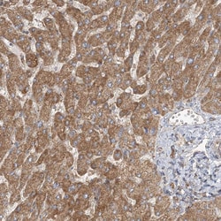 Invitrogen BRWD1 Polyclonal Antibody 100 &mu;L; Unconjugated:Antibodies,