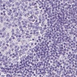 Invitrogen LGSN Polyclonal Antibody 100 &mu;L; Unconjugated:Antibodies,