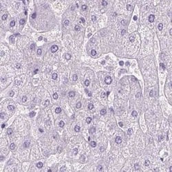 Invitrogen LGSN Polyclonal Antibody 100 &mu;L; Unconjugated:Antibodies,