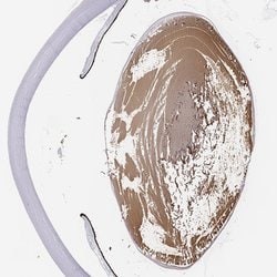 Invitrogen LGSN Polyclonal Antibody 100 &mu;L; Unconjugated:Antibodies,