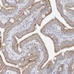 Invitrogen FNDC1 Polyclonal Antibody 100 &mu;L; Unconjugated:Antibodies,