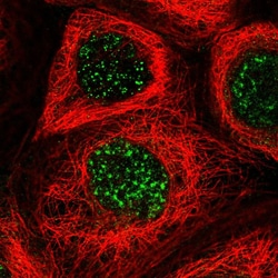 Invitrogen FNDC1 Polyclonal Antibody 100 &mu;L; Unconjugated:Antibodies,
