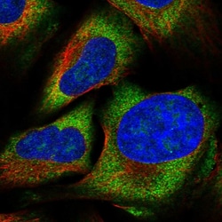 Invitrogen ZNF507 Polyclonal Antibody 100 &mu;L; Unconjugated:Antibodies,