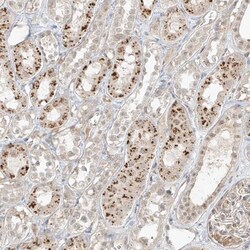 Invitrogen N4BP3 Polyclonal Antibody 100 &mu;L; Unconjugated:Antibodies,