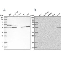 Invitrogen PPM1F Polyclonal Antibody 100 &mu;L; Unconjugated:Antibodies,