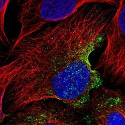 Invitrogen EPS8L3 Polyclonal Antibody 100 &mu;L; Unconjugated:Antibodies,
