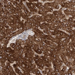 Invitrogen Prosapip1 Polyclonal Antibody 100 &mu;L; Unconjugated:Antibodies,
