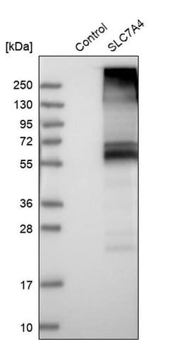 Invitrogen SLC7A4 Polyclonal Antibody 100 &mu;L; Unconjugated:Antibodies,