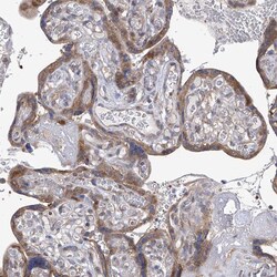 Invitrogen PCID1 Polyclonal Antibody 100 &mu;L; Unconjugated:Antibodies,