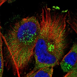PISD Polyclonal Antibody:Antibodies, Polyclonal