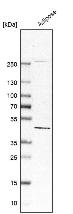 Invitrogen PISD Polyclonal Antibody 100 &mu;L; Unconjugated:Antibodies,