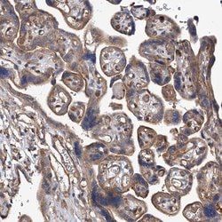 PISD Polyclonal Antibody:Antibodies, Polyclonal