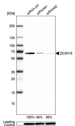 Invitrogen ZC3H15 Polyclonal Antibody 100 &mu;L; Unconjugated:Antibodies,
