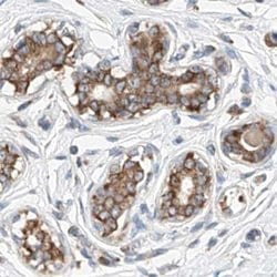 Invitrogen ZC3H15 Polyclonal Antibody 100 &mu;L; Unconjugated:Antibodies,