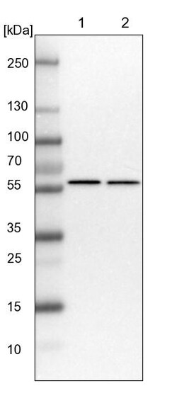 Invitrogen ZC3H15 Polyclonal Antibody 100 &mu;L | Buy Online | Invitrogen&trade; | Fisher Scientific