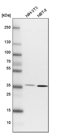 Invitrogen FRYL Polyclonal Antibody 100 &mu;L | Buy Online | Invitrogen&trade; | Fisher Scientific