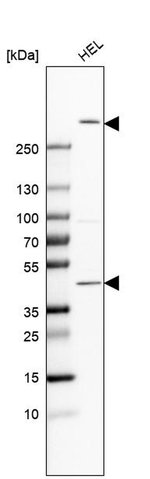 FRYL Polyclonal Antibody, Invitrogen™