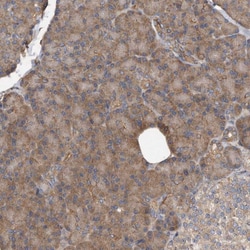 Invitrogen DNAJC10 Polyclonal Antibody 100 &mu;L; Unconjugated:Antibodies,