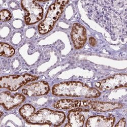 Invitrogen KMO Polyclonal Antibody 100 &mu;L; Unconjugated:Antikörper
